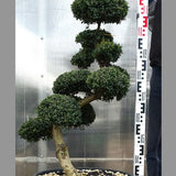 Ilex Crenata bonsai cm. 90 (costo di spedizione da concordare)