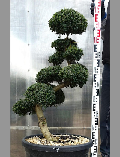 Ilex Crenata bonsai cm. 90 (costo di spedizione da concordare)