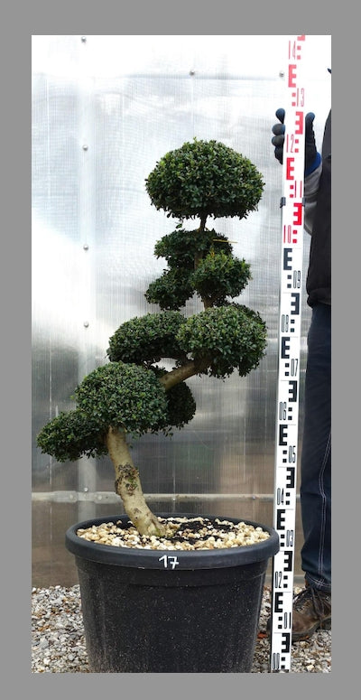 Ilex Crenata bonsai cm. 90 (costo di spedizione da concordare)