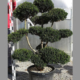 Ilex Crenata bonsai cm. 100 costo di spedizione da concordare