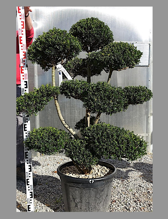Ilex Crenata bonsai cm. 100 costo di spedizione da concordare
