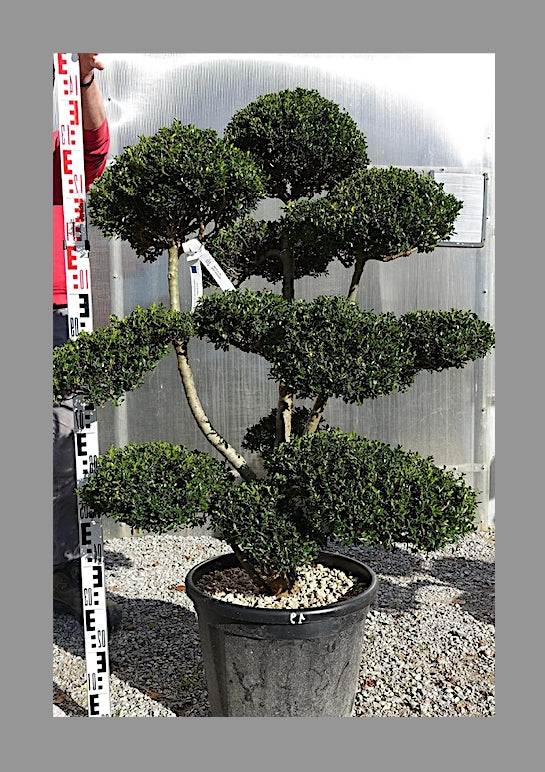 Ilex Crenata bonsai cm. 100 costo di spedizione da concordare