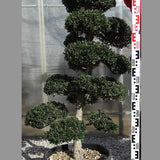 Ilex Crenata bonsai cm. 100 costo di spedizione da concordare
