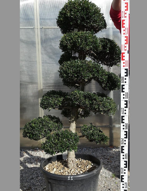 Ilex Crenata bonsai cm. 100 costo di spedizione da concordare