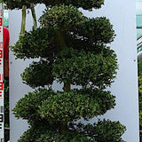Ilex Crenata bonsai cm. 170 (costo di spedizione da concordare)