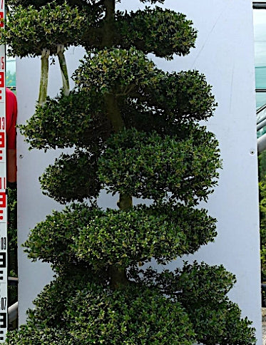 Ilex Crenata bonsai cm. 170 (costo di spedizione da concordare)