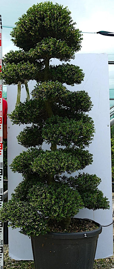Ilex Crenata bonsai cm. 170 (costo di spedizione da concordare)