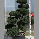 Ilex Crenata bonsai cm. 150 costo di spedizione da concordare