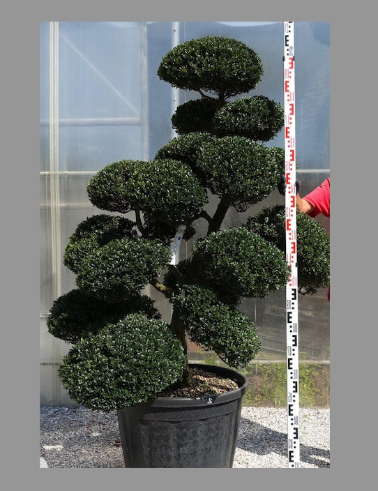 Ilex Crenata bonsai cm. 150 costo di spedizione da concordare
