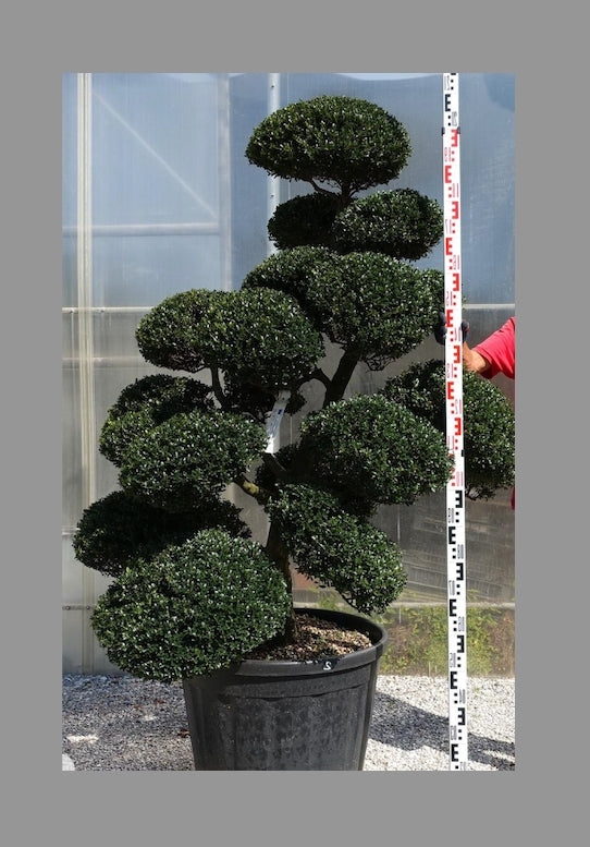 Ilex Crenata bonsai cm. 150 costo di spedizione da concordare