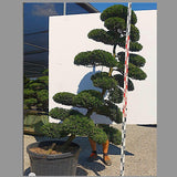 Ilex Crenata bonsai cm. 200 costo di spedizione da concordare