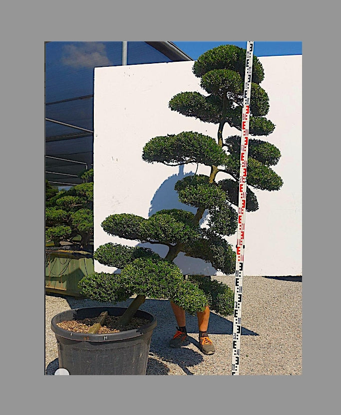 Ilex Crenata bonsai cm. 200 costo di spedizione da concordare