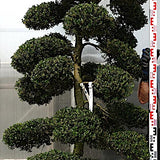 Ilex Crenata bonsai cm. 190 costo di spedizione da concordare