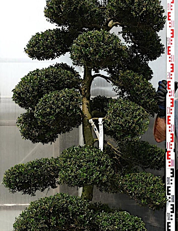 Ilex Crenata bonsai cm. 190 costo di spedizione da concordare