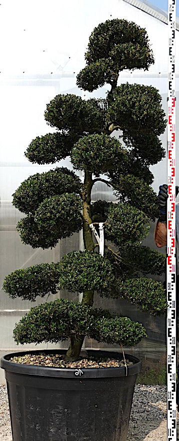 Ilex Crenata bonsai cm. 190 costo di spedizione da concordare