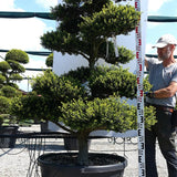 Ilex Crenata bonsai cm.  (costo di spedizione da concordare)