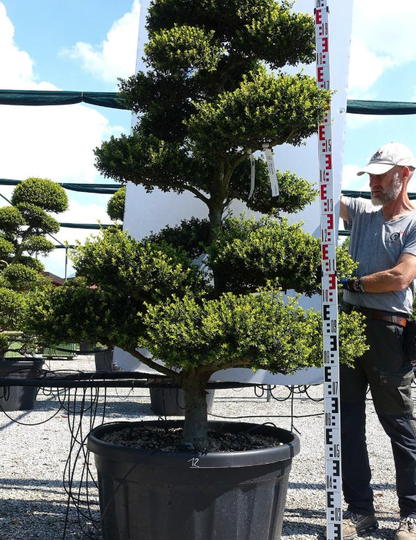 Ilex Crenata bonsai cm.  (costo di spedizione da concordare)