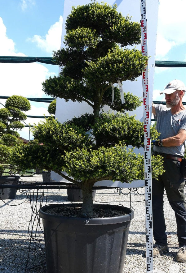 Ilex Crenata bonsai cm.  (costo di spedizione da concordare)