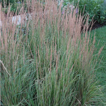 Calamagrostis x acutiflora 'Overdam' vaso 14