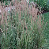 Calamagrostis x acutiflora 'Overdam' vaso 14