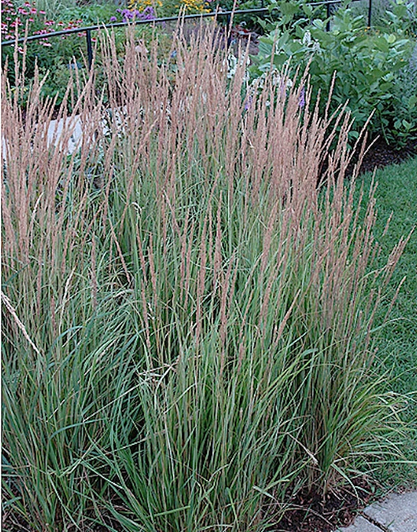 Calamagrostis x acutiflora 'Overdam' vaso 14