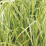 Calamagrostis x acutiflora 'Overdam' vaso 14
