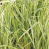 Calamagrostis x acutiflora 'Overdam' vaso 14