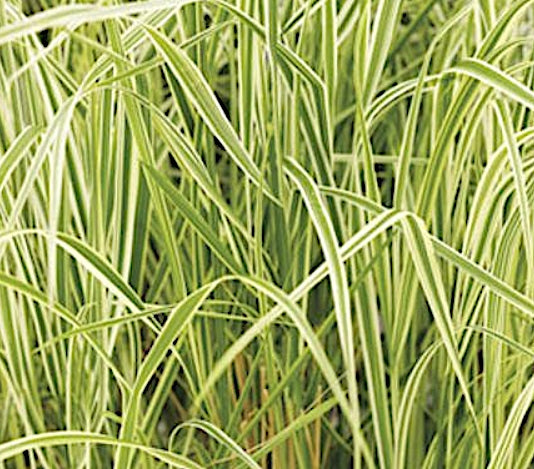 Calamagrostis x acutiflora 'Overdam' vaso 14