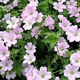 Geranium Hyb. Dreamland vaso 14