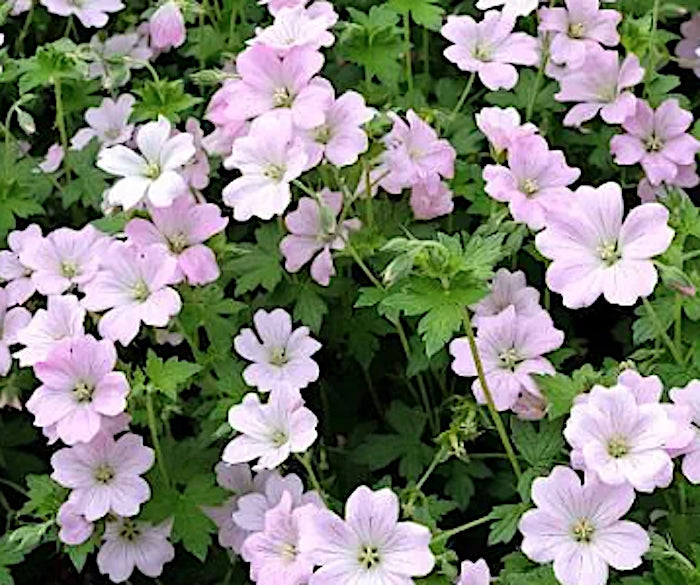 Geranium Hyb. Dreamland vaso 14