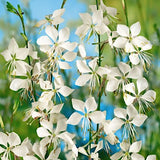 Gaura lindheimeri Corrie's gold v.9