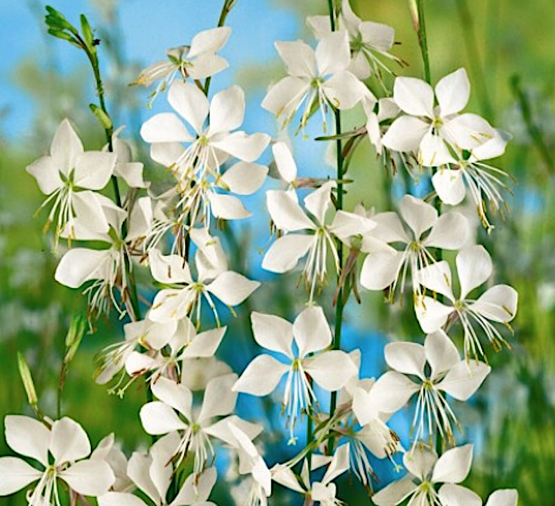 Gaura lindheimeri Corrie's gold v.9