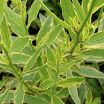 Gaura lindheimeri Corrie's gold v.9