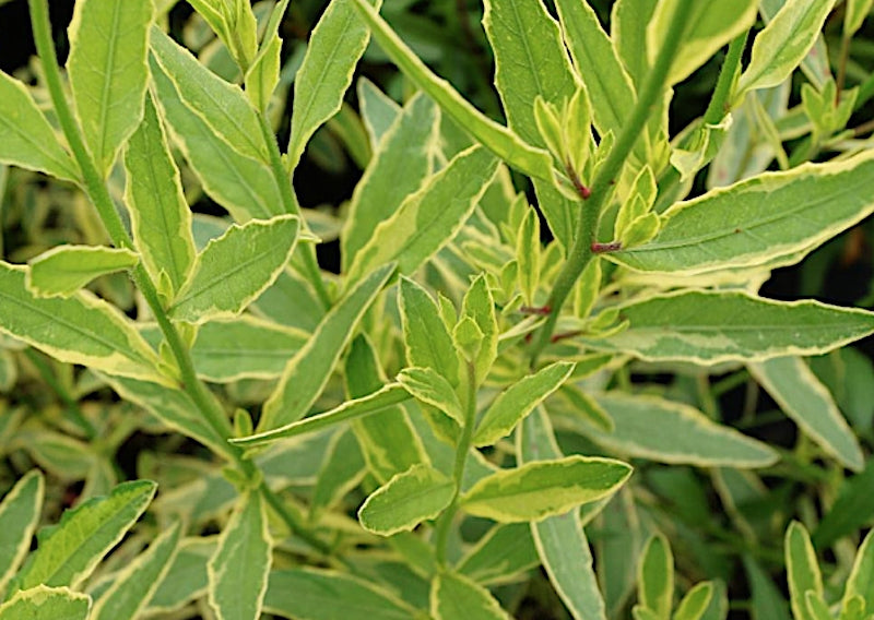 Gaura lindheimeri Corrie's gold v.9