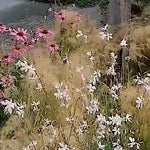 Gaura lindheimeri v.9
