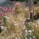 Gaura lindheimeri v.9