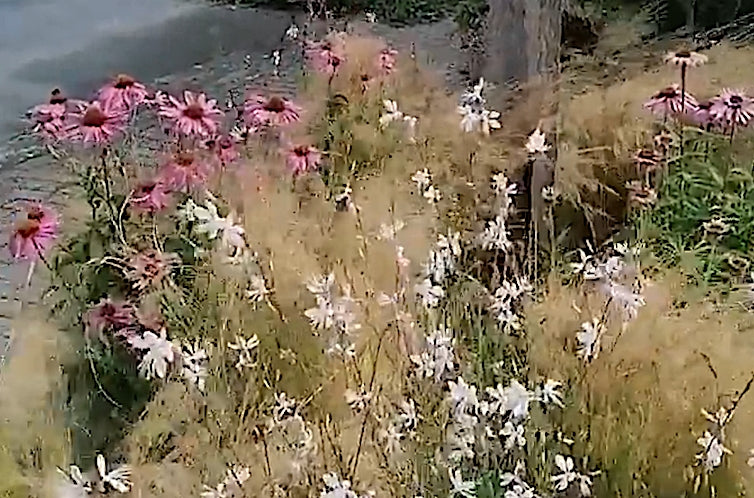 Gaura lindheimeri v.9
