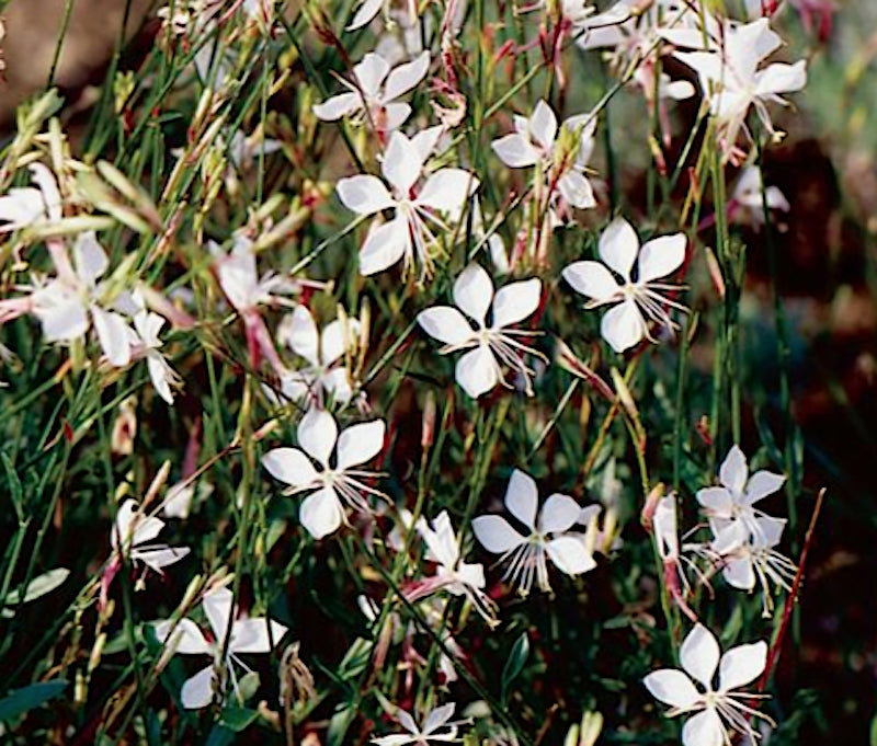 Gaura lindheimeri v.9