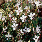 Gaura lindheimeri v.9