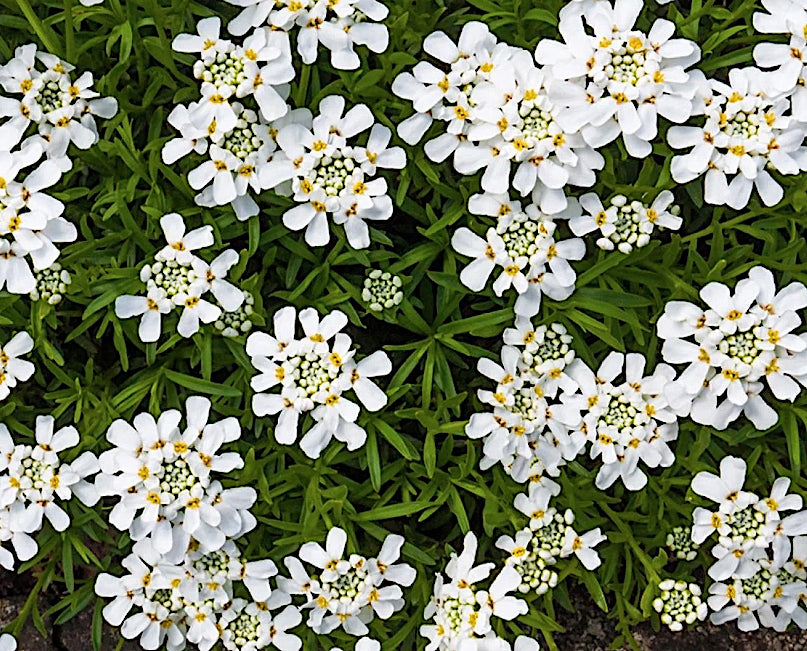 Iberis sempervirens 'Snowflake' v.9