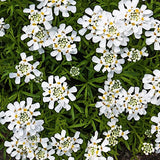 Iberis sempervirens 'Snowflake' v.9