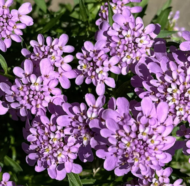 Iberis sempervirens Mermaid Lavender v.9