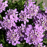 Iberis sempervirens Mermaid Lavender v.9