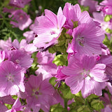 Malva moschata rosea v.9