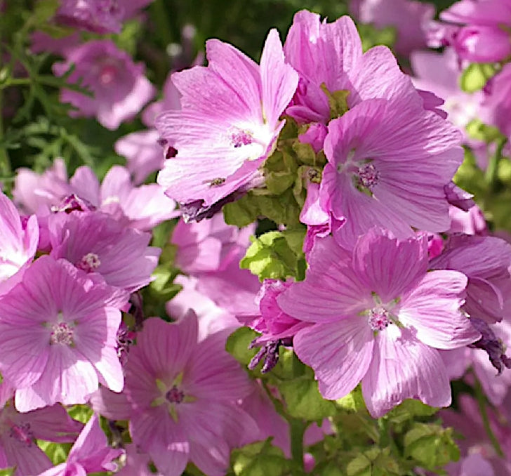 Malva moschata rosea v.9