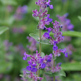 Nepeta racemosa Mussini Little Titch