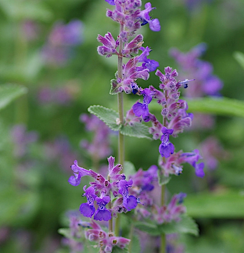 Nepeta racemosa Mussini Little Titch