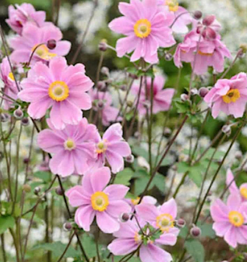 Anemone hyb. Serenade v 9