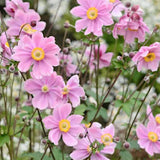 Anemone hyb. Serenade v 9