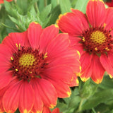 Gaillardia Grandiflora Mesa red